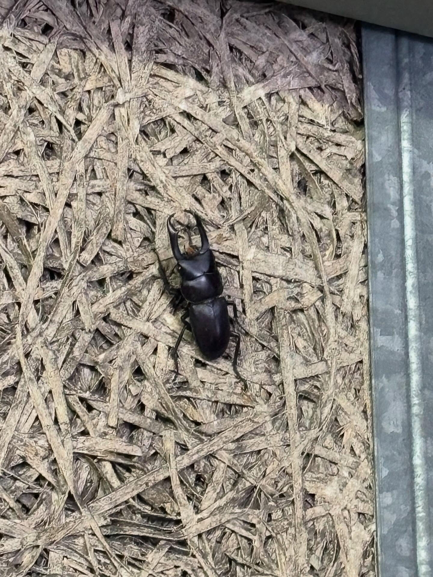 壁に黒い点が見えたので、よく見てみるとクワガタでした